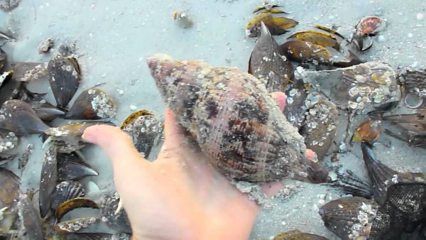 Collecting Tulip Shells at Sanibel Pier